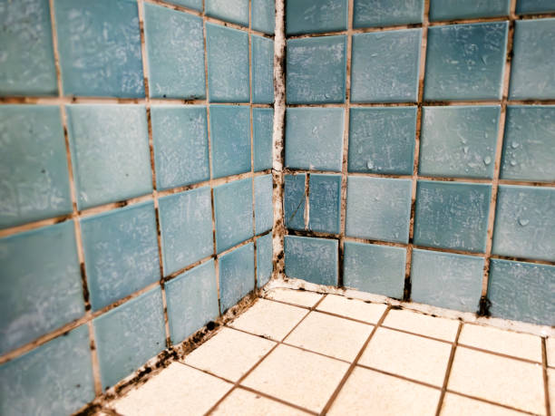 Best Crawl Space Mold Remediation  in Pleasant Hills, PA