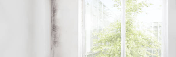 Best Forensic Mold Investigation  in Pleasant Hills, PA
